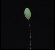 Chrysoperla egg